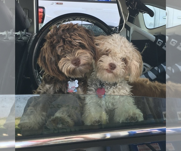 Medium Photo #1  Breeder Profile in STOUGHTON, WI, USA