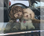 Small breeder photo
