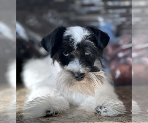 Schnauzer (Miniature) Dog Breeder in MADERA,  USA
