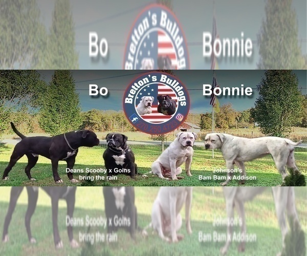 Medium Photo #5  Breeder Profile in COLUMBIA, KY, USA