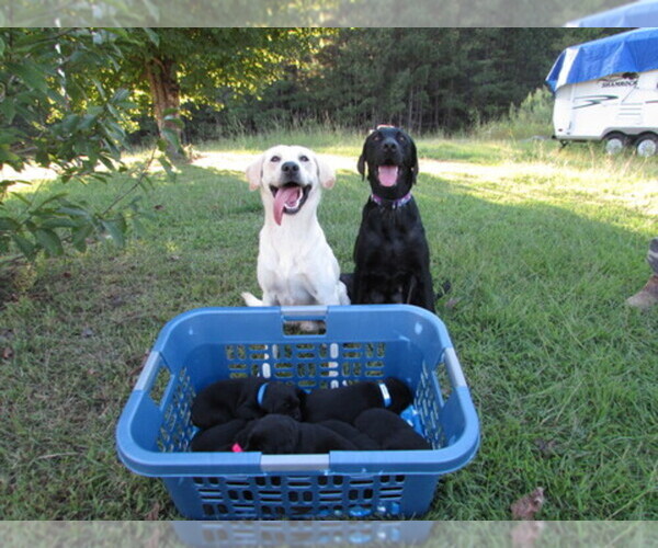 Medium Photo #1  Breeder Profile in JACKSONVILLE, AL, USA