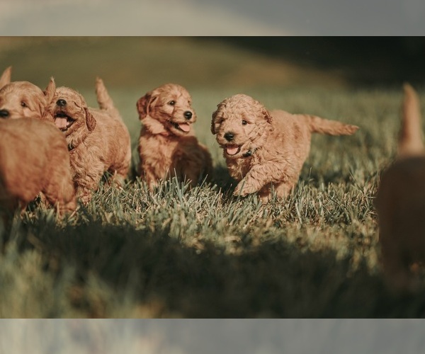 Medium Photo #3  Breeder Profile in FLAT ROCK, NC, USA