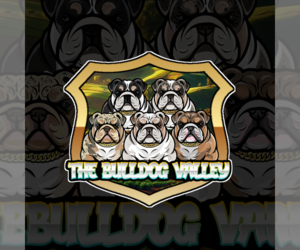 English Bulldog Dog Breeder near LOCUST, NC, USA