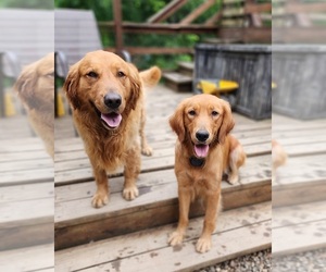 Golden Retriever Dog Breeder near WILLIAMSON, WV, USA