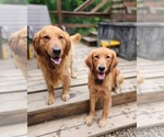 Small breeder photo
