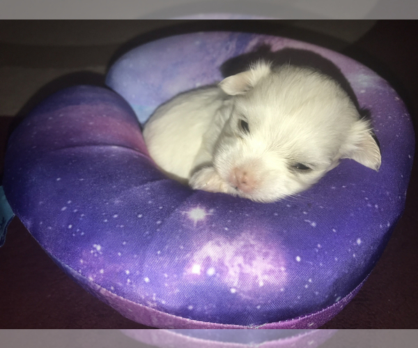 Medium Photo #1  Breeder Profile in BAYONNE, NJ, USA