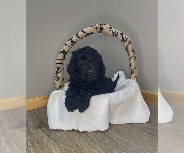 Medium Photo #1  Breeder Profile in CARROLLTOWN, PA, USA