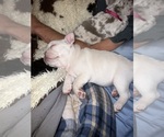 Small #1 Breeder Profile image