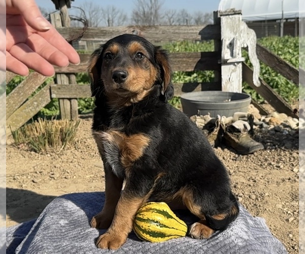 Medium Photo #1  Breeder Profile in SHIPSHEWANA, IN, USA