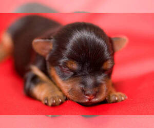 Yorkshire Terrier Dog Breeder near ALISO VIEJO, CA, USA