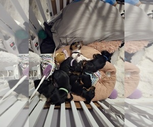 Medium Breeder Profile Photo
