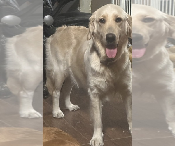 Medium Photo #7  Breeder Profile in PORTSMOUTH, OH, USA