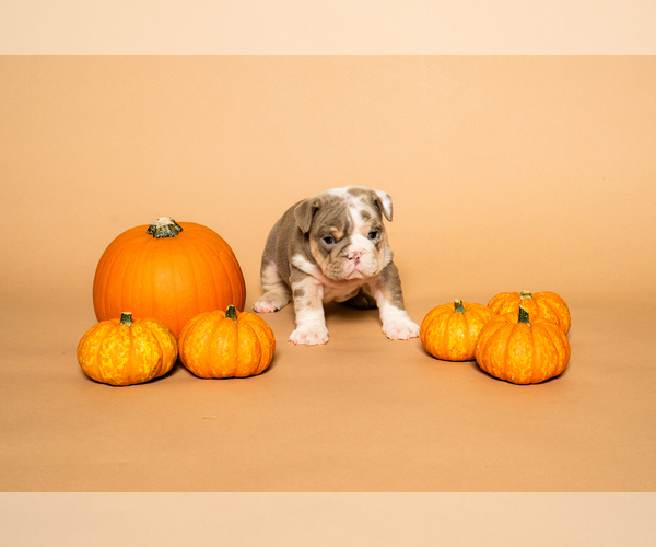 Medium Photo #11  Breeder Profile in HOUSTON, TX, USA