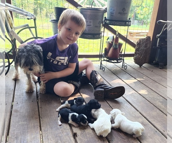 Medium Photo #1  Breeder Profile in HUNTSVILLE, AR, USA