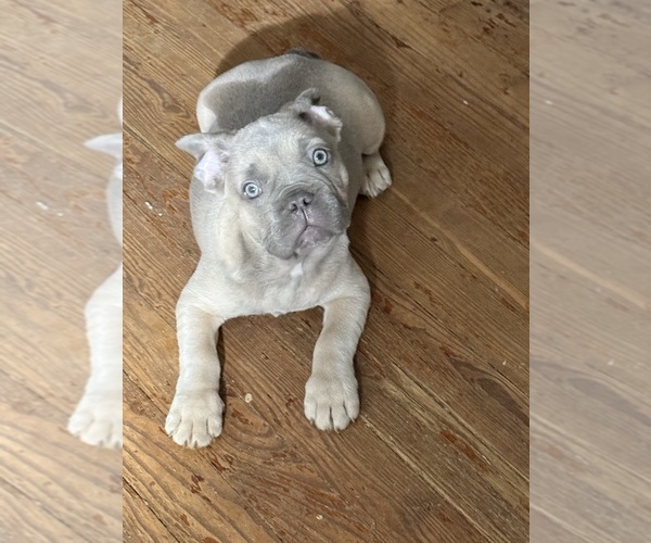 Medium Photo #9  Breeder Profile in RIVERSIDE, NJ, USA