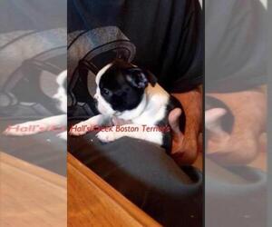Boston Terrier Dog Breeder near EATON, OH, USA