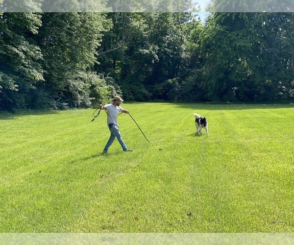 Medium Photo #9  Breeder Profile in LOUISVILLE, KY, USA