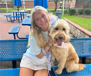 Goldendoodle Dog Breeder near HATTIESBURG, MS, USA