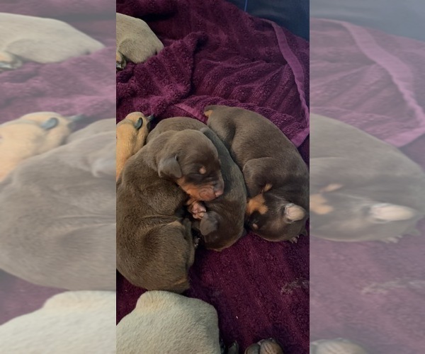 Medium Photo #18  Breeder Profile in CORRIGAN, TX, USA