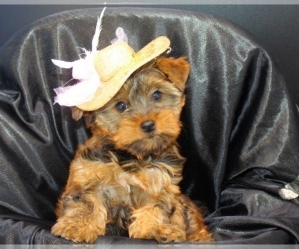 Medium Photo #7  Breeder Profile in CASSVILLE, MO, USA