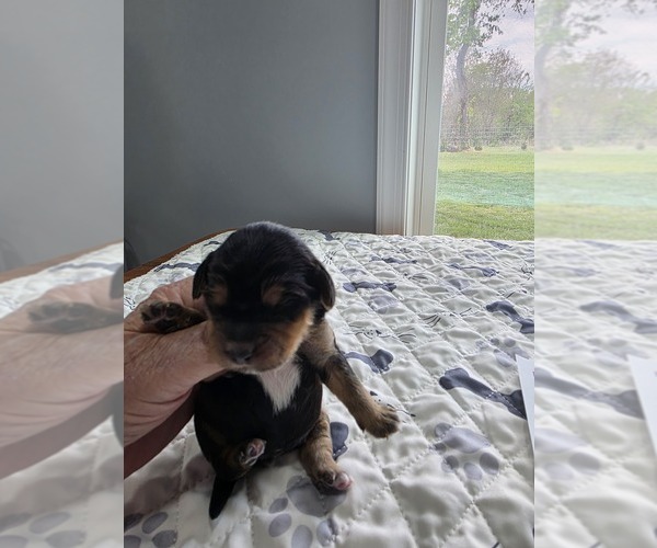 Medium Photo #2  Breeder Profile in MOUNT JACKSON, VA, USA