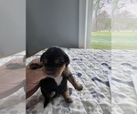 Small #1 Breeder Profile image