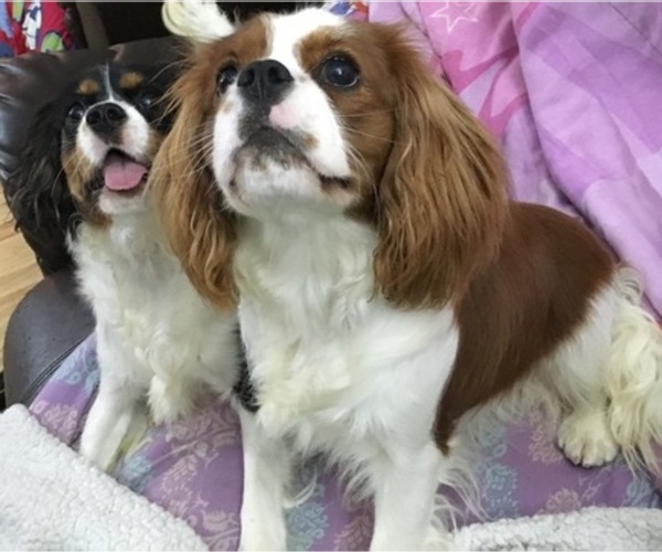 Medium Photo #1  Breeder Profile in CLATSKANIE, OR, USA