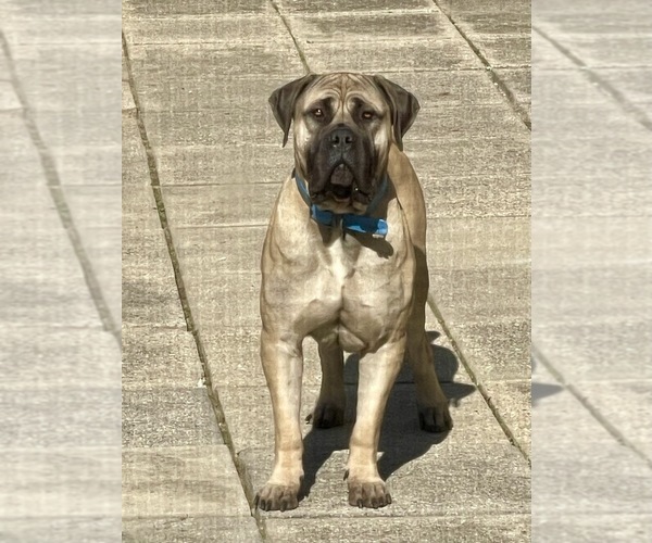 Medium Photo #1  Breeder Profile in WARREN, MI, USA