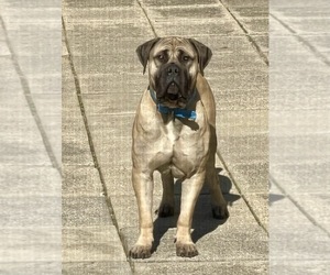 Medium Breeder Profile Photo