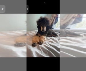 Poodle (Standard) Dog Breeder near SPARTANBURG, SC, USA