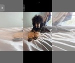 Small breeder photo