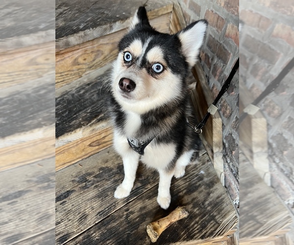 Medium Photo #1  Breeder Profile in CHICAGO, IL, USA
