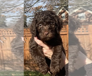 Main photo of Goldendoodle Dog Breeder near LAWRENCEBURG, IN, USA