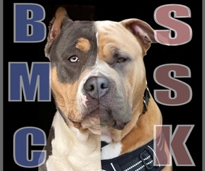 American Bully Dog Breeder in CHARLESTON,  USA