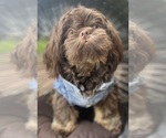 Small breeder photo