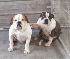 Main photo of Olde English Bulldogge Dog Breeder near CARTHAGE, MS, USA