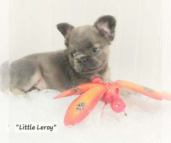 Medium Photo #6  Breeder Profile in COLONIAL BCH, VA, USA