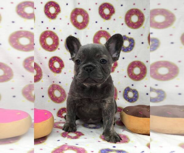 Medium Photo #2  Breeder Profile in EVERETT, WA, USA