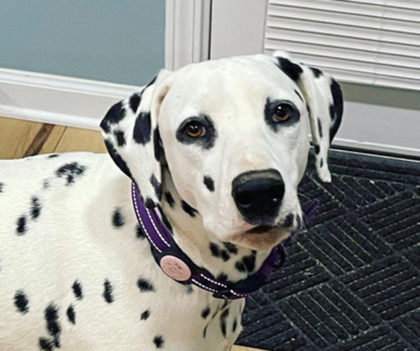 Medium Photo #1  Breeder Profile in BOONEVILLE, MS, USA