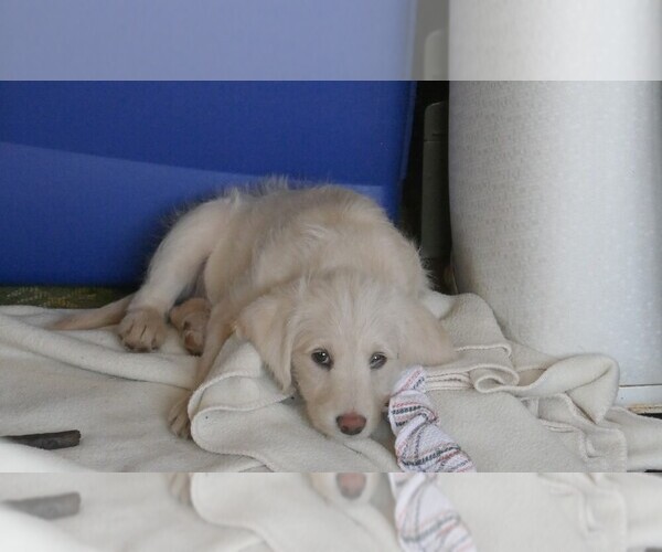 Medium Photo #1  Breeder Profile in ANACONDA, MT, USA