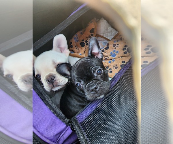 Medium Photo #9  Breeder Profile in FT MYERS, FL, USA