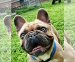 Small #1 Breeder Profile image