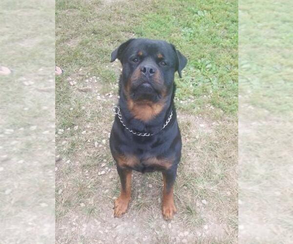 Medium Photo #1  Breeder Profile in NEW SALISBURY, IN, USA