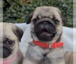 Small #9 Breeder Profile image