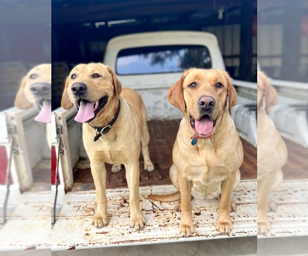 Medium Photo #1  Breeder Profile in AIKEN, SC, USA