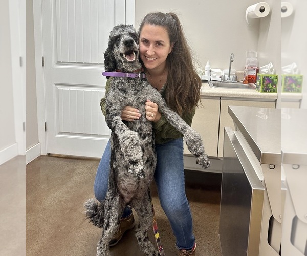 Medium Photo #22  Breeder Profile in POWELL, TN, USA