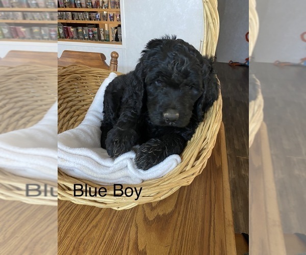 Medium Photo #1  Breeder Profile in MAYER, AZ, USA