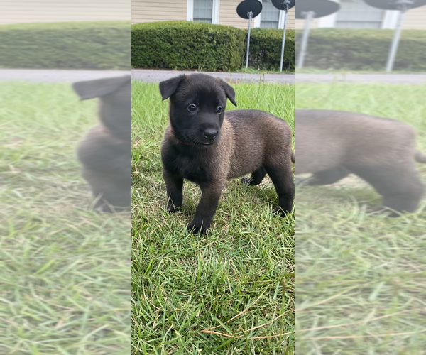 Medium Photo #5  Breeder Profile in AIKEN, SC, USA