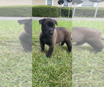 Small #4 Breeder Profile image