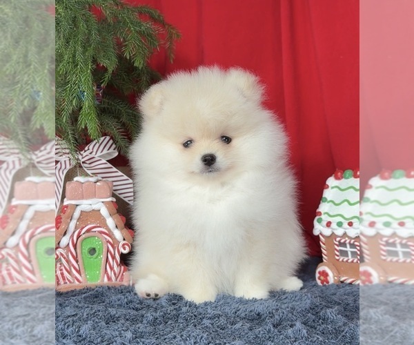 Medium Photo #5  Breeder Profile in KENNESAW, GA, USA